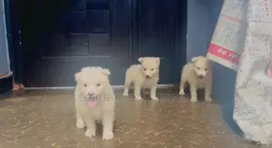 1-3 months Female Purebred American Eskimo