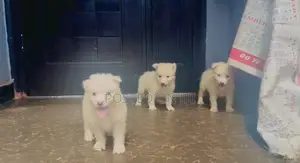 1-3 months Female Purebred American Eskimo