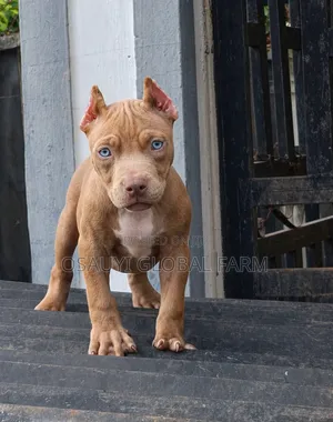 1-3 months Female Purebred American Bully