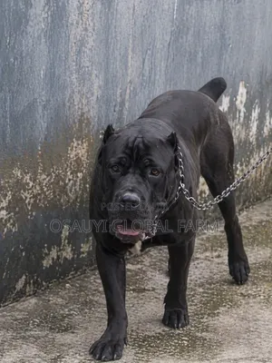 1+ year Male Purebred Cane Corso