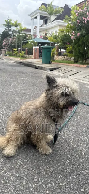 1+ year Male Purebred Lhasa Apso