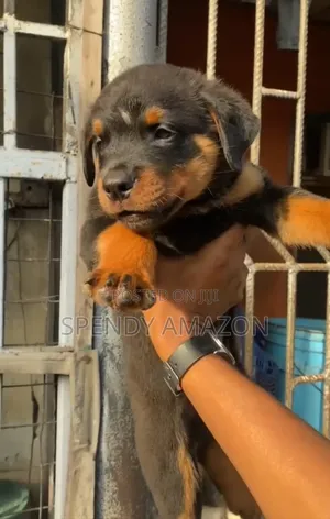 3-6 months Male Purebred Rottweiler