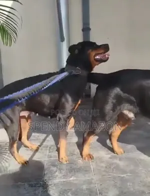 3-6 months Male Purebred Rottweiler