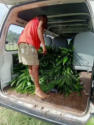 
Original Supergene Malaysia Palm Seedlings