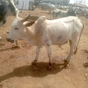 Quality Livestock - Cow for Sale