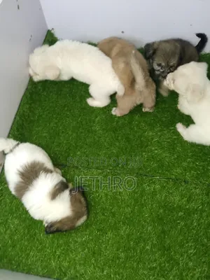 0-1 month Female Purebred Lhasa Apso