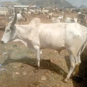 Cow for Sale - Quality Livestock