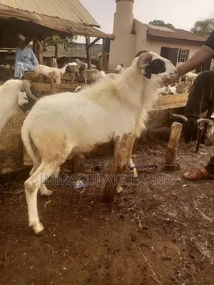 Ram for Sale - Quality Livestock