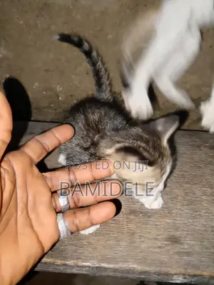 1-3 months Female Purebred American Shorthair