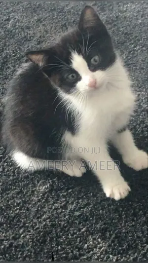 0-1 month Female Purebred Tabby