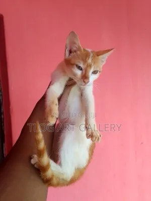 3-6 months Male Purebred Turkish Van