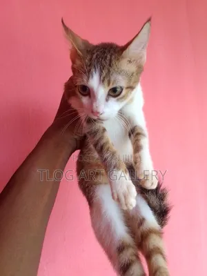 3-6 months Male Mixed Breed Turkish Van