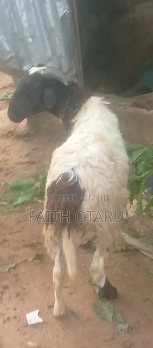 Healthy Ram