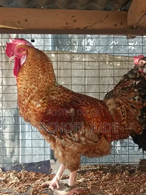 Male Noiler