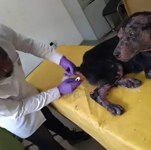 Veterinary Doctor And Animal Pet Clinic Services In Abuja, Nigeria
