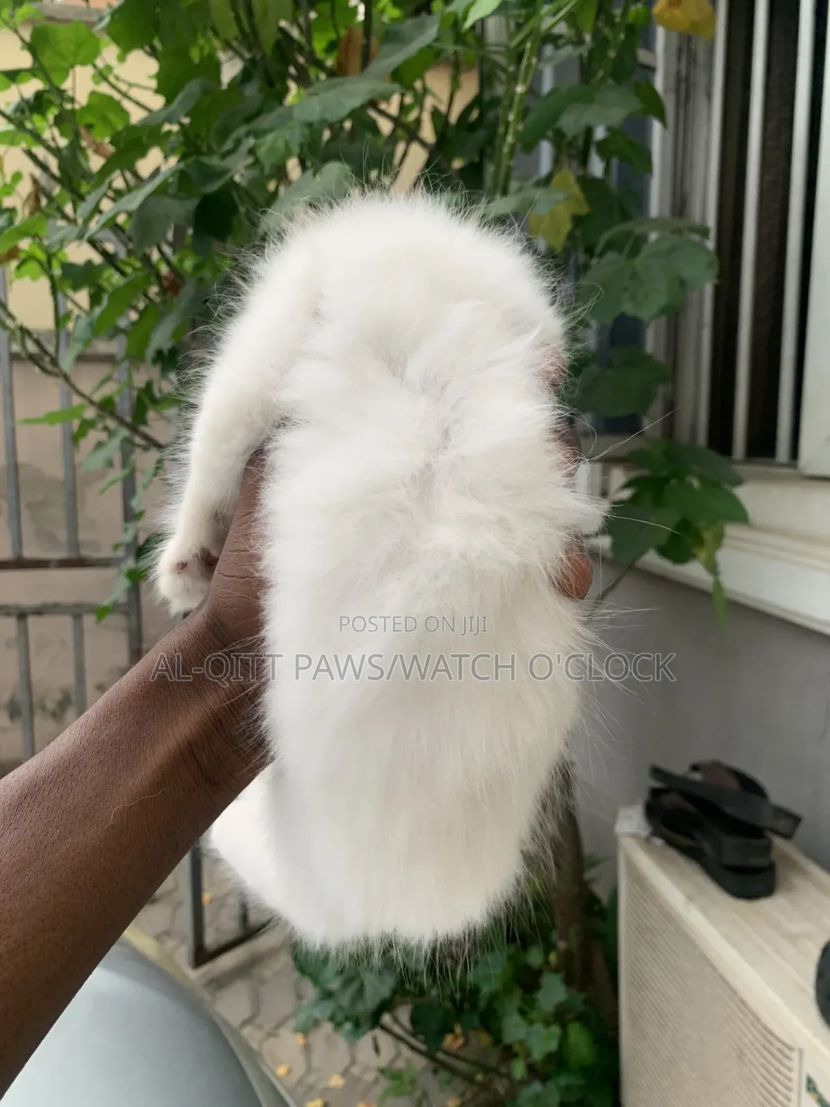 1-3 months Female Purebred Persian