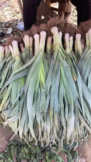Fresh Leek Bunch