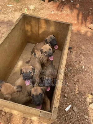 1-3 months Male Purebred Boerboel