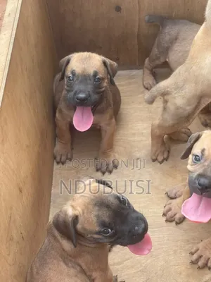 1-3 months Male Purebred Boerboel