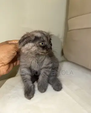 1-3 months Female Purebred Scottish Fold