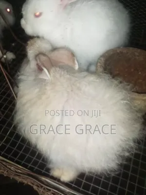 Angora Rabbit Breed