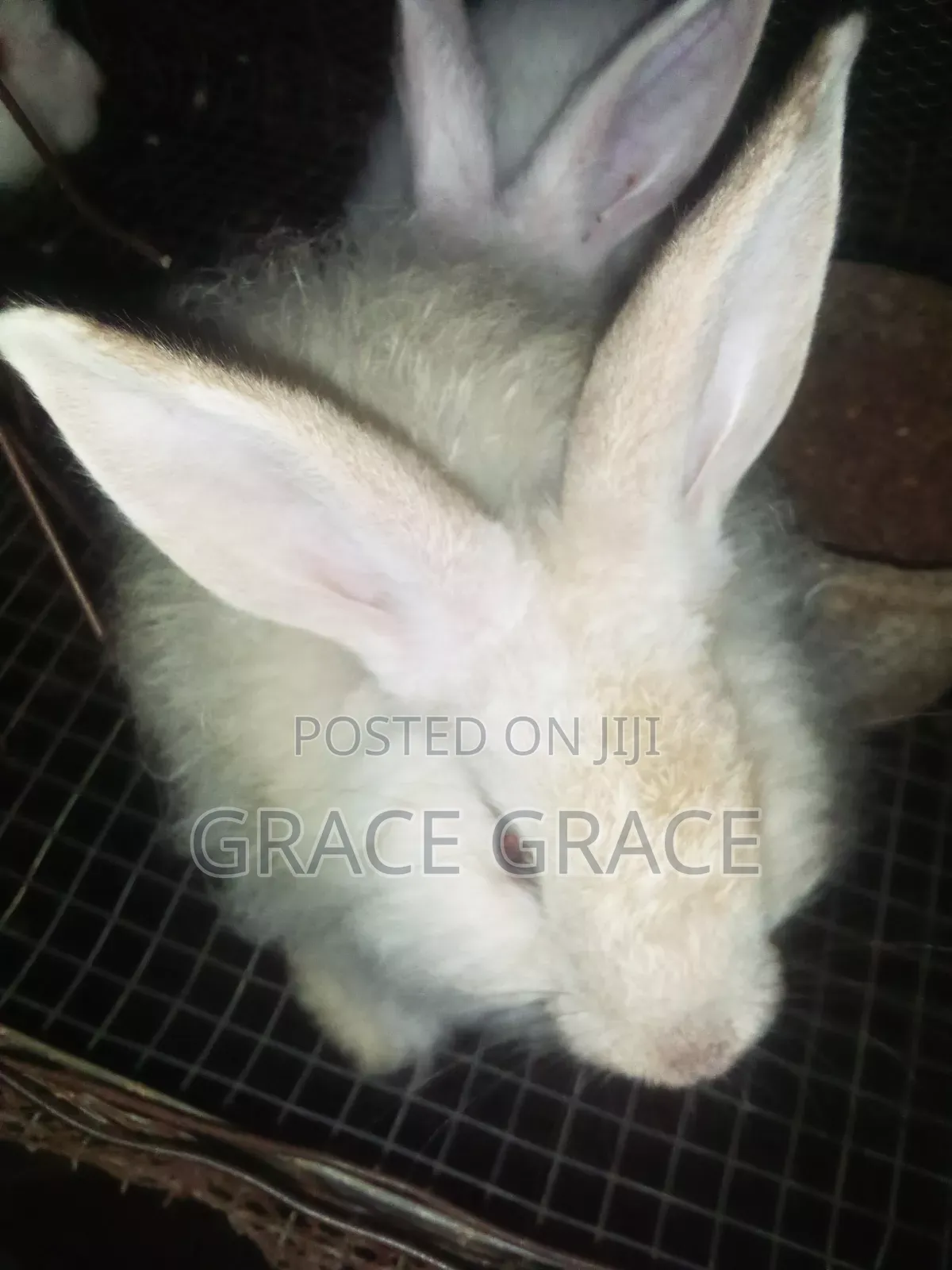 Angora Rabbit Breed