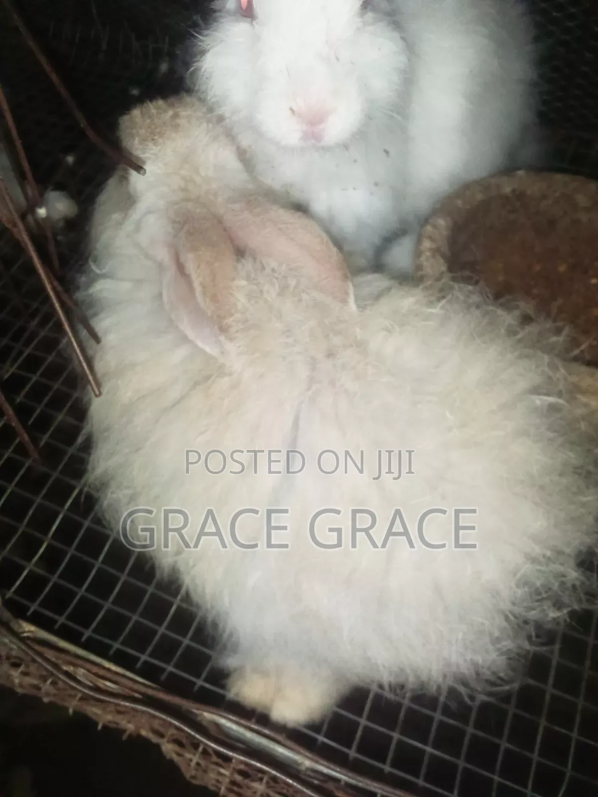 Angora Rabbit Breed