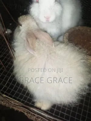 Angora Rabbit Breed