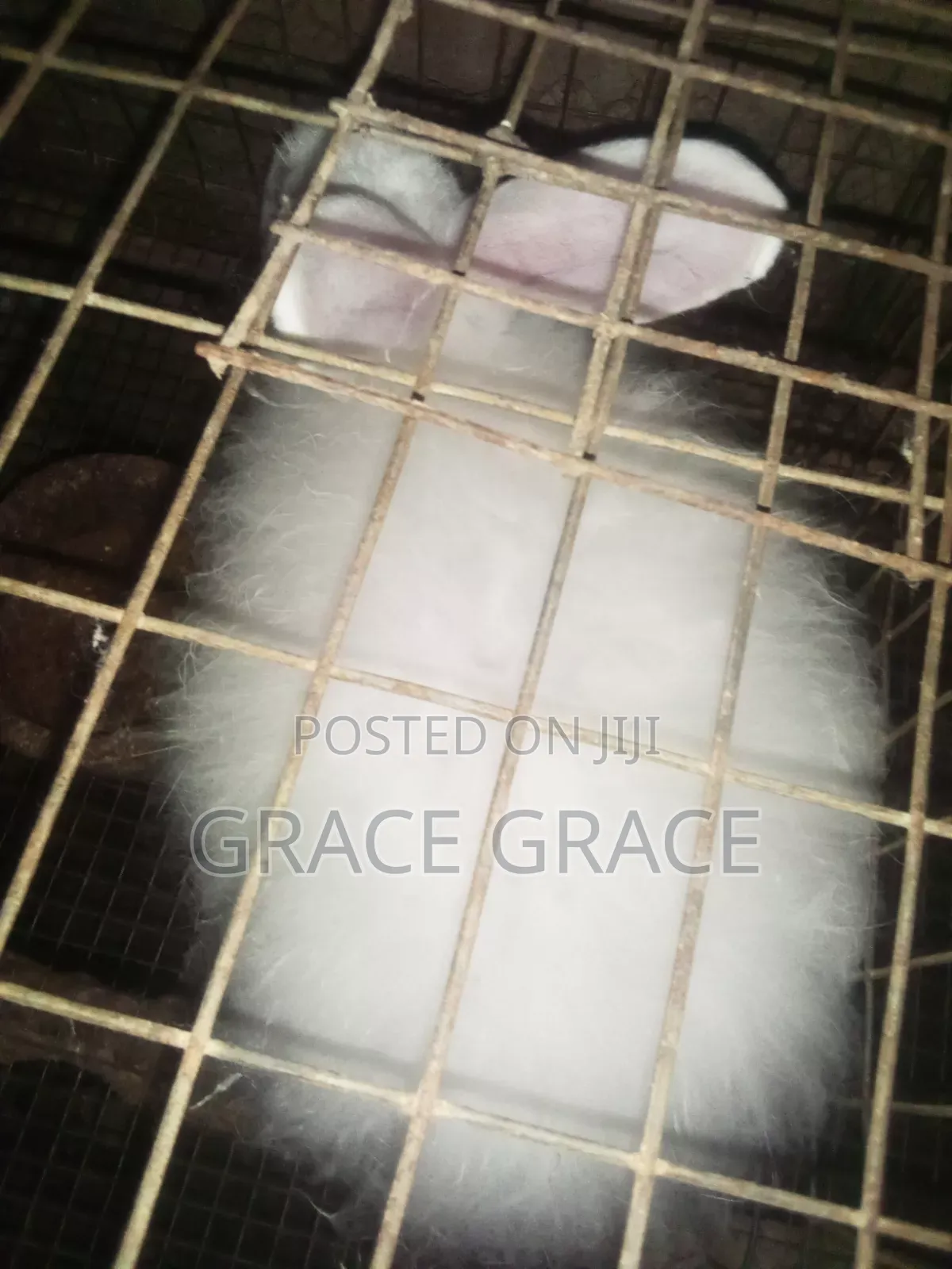 Angora Rabbit Breed