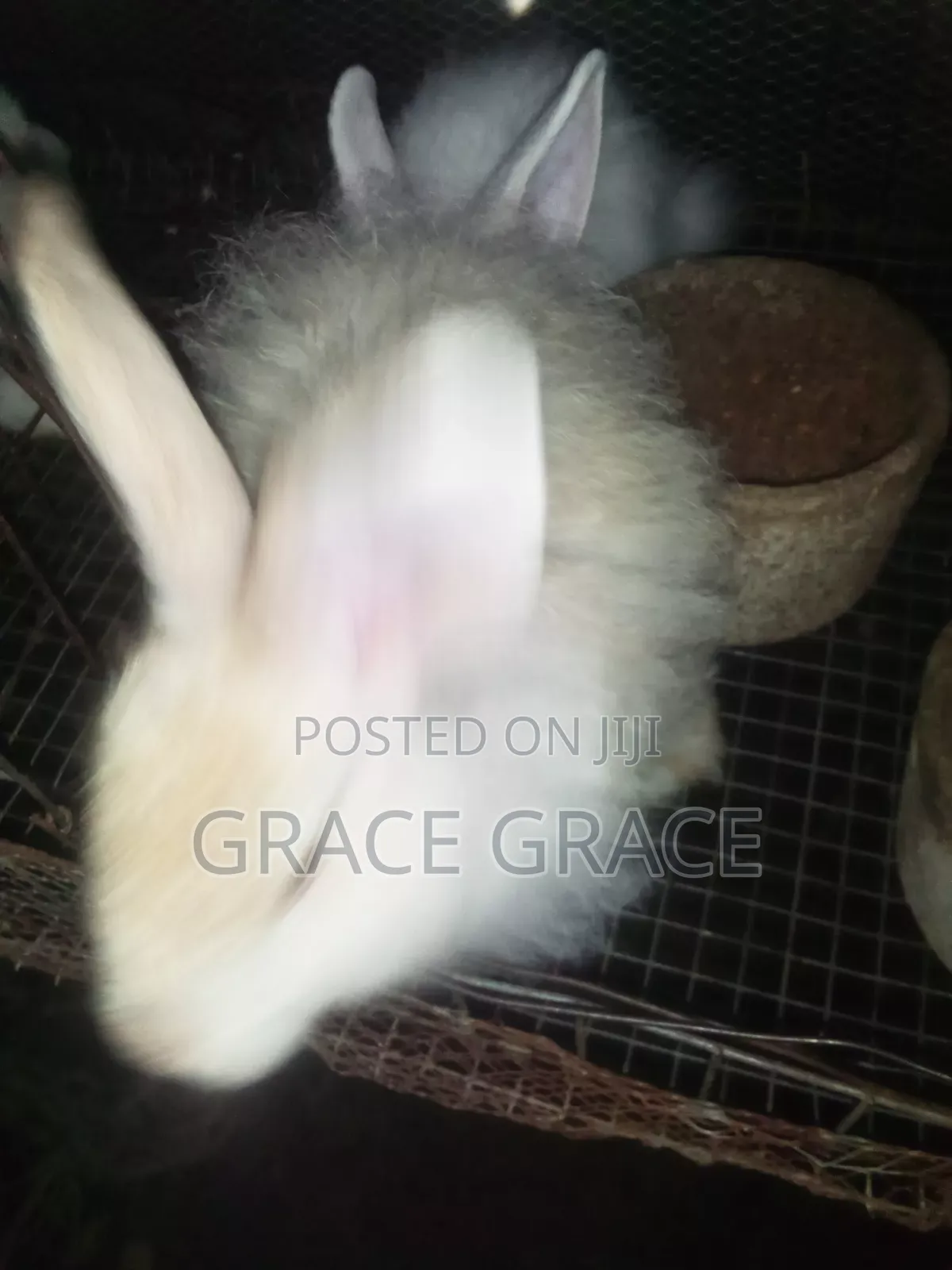 Angora Rabbit Breed