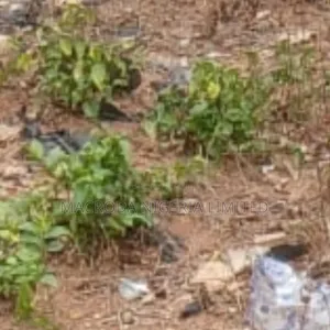 Land Selling Now at Abijo Gra