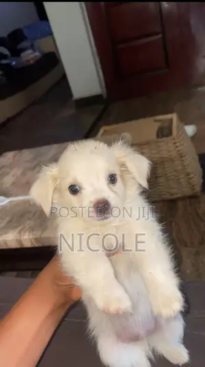 1-3 months Male Mixed Breed Chihuahua