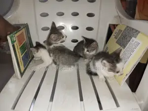 1-3 months Male Purebred American Shorthair