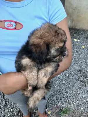 1-3 months Male Purebred Lhasa Apso