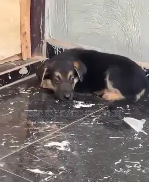 1-3 months Female Purebred German Shepherd