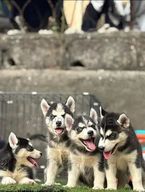 1-3 months Female Purebred Siberian Husky