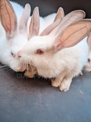 Rabbits/Bunnies for Meat/Pet and Breeding Stock