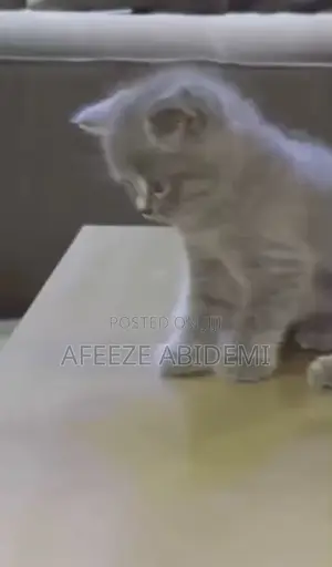 1-3 months Male Purebred British Shorthair