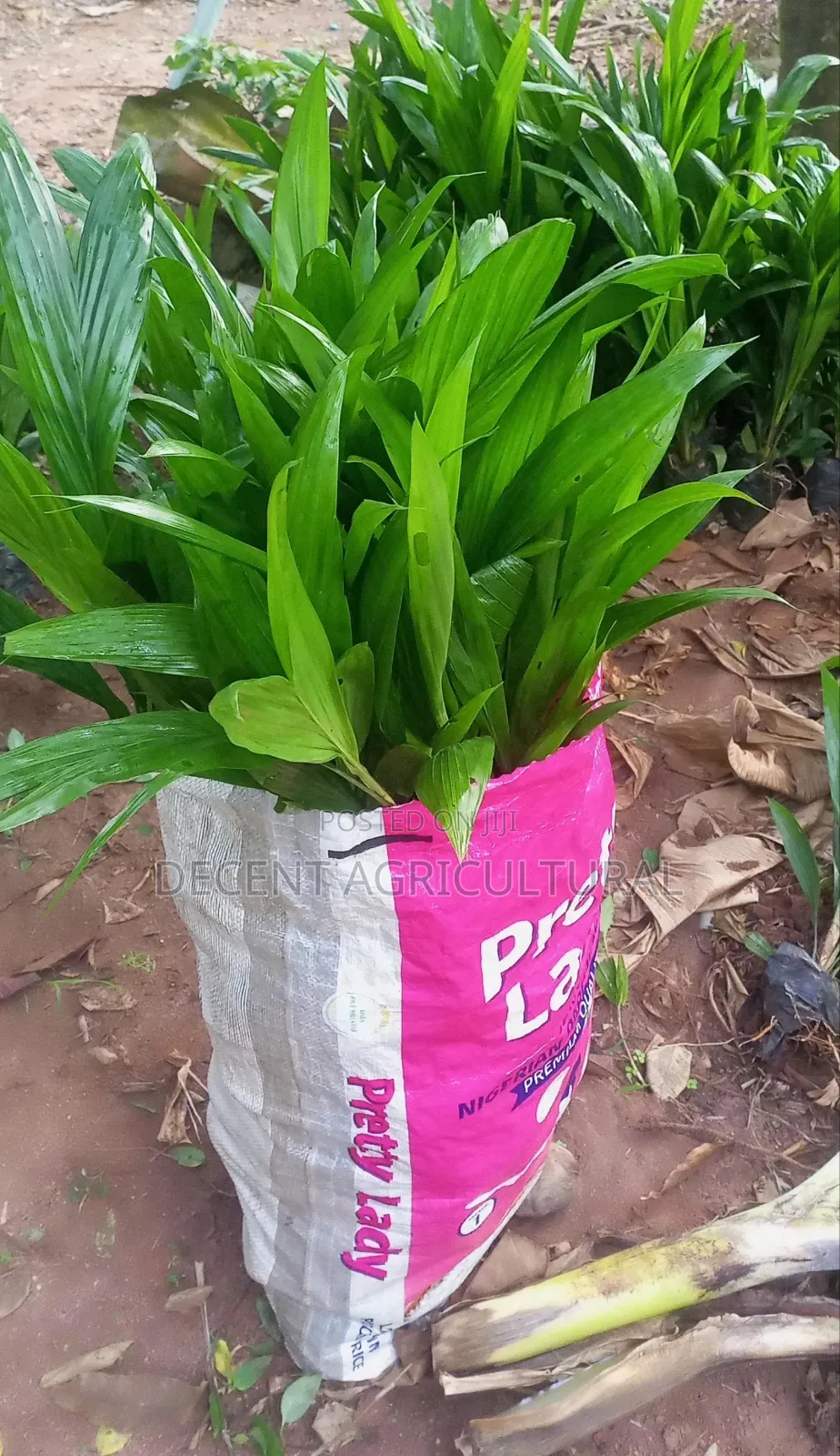 Decent Agricultural Enterprise