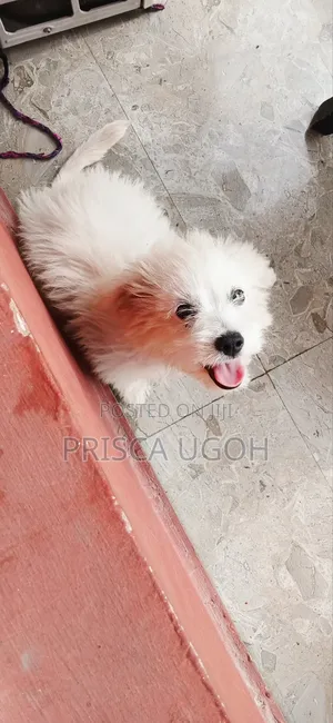 3-6 months Male Purebred Lhasa Apso