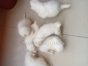 1-3 months Male Purebred American Eskimo