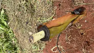 African Giant Elephant Plantain Suckers