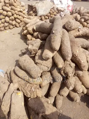 Fresh Yam Good for Pounding