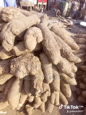 Fresh Yam Good for Pounding