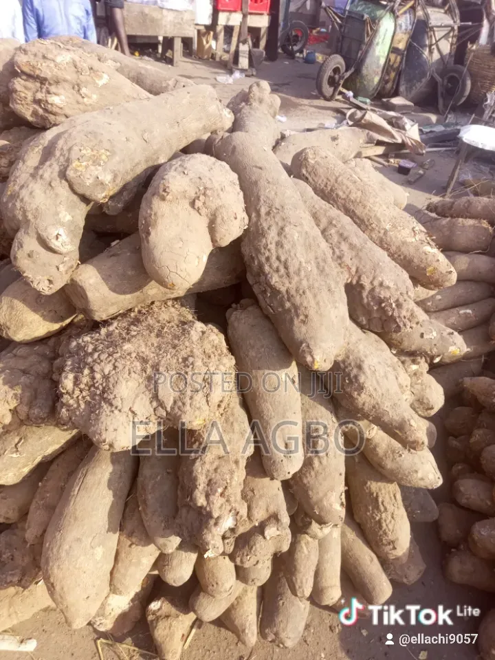 Fresh Yam Good for Pounding