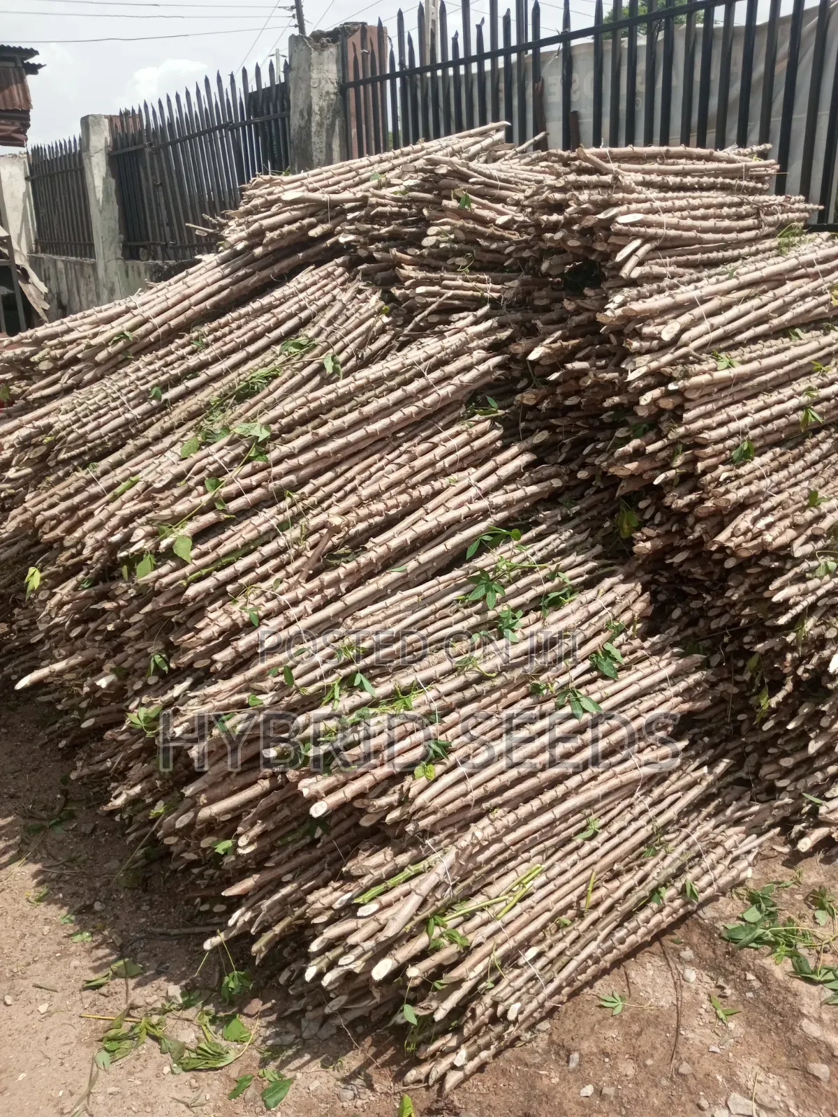 Cassava Stems (Hybrid)