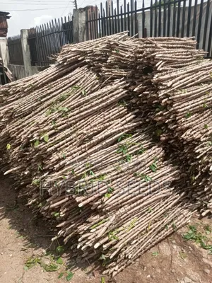 Cassava Stems (Hybrid)