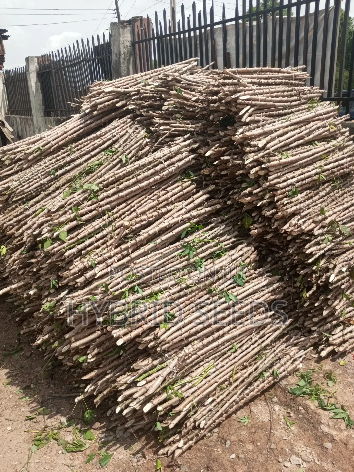 Cassava Stems (Hybrid)