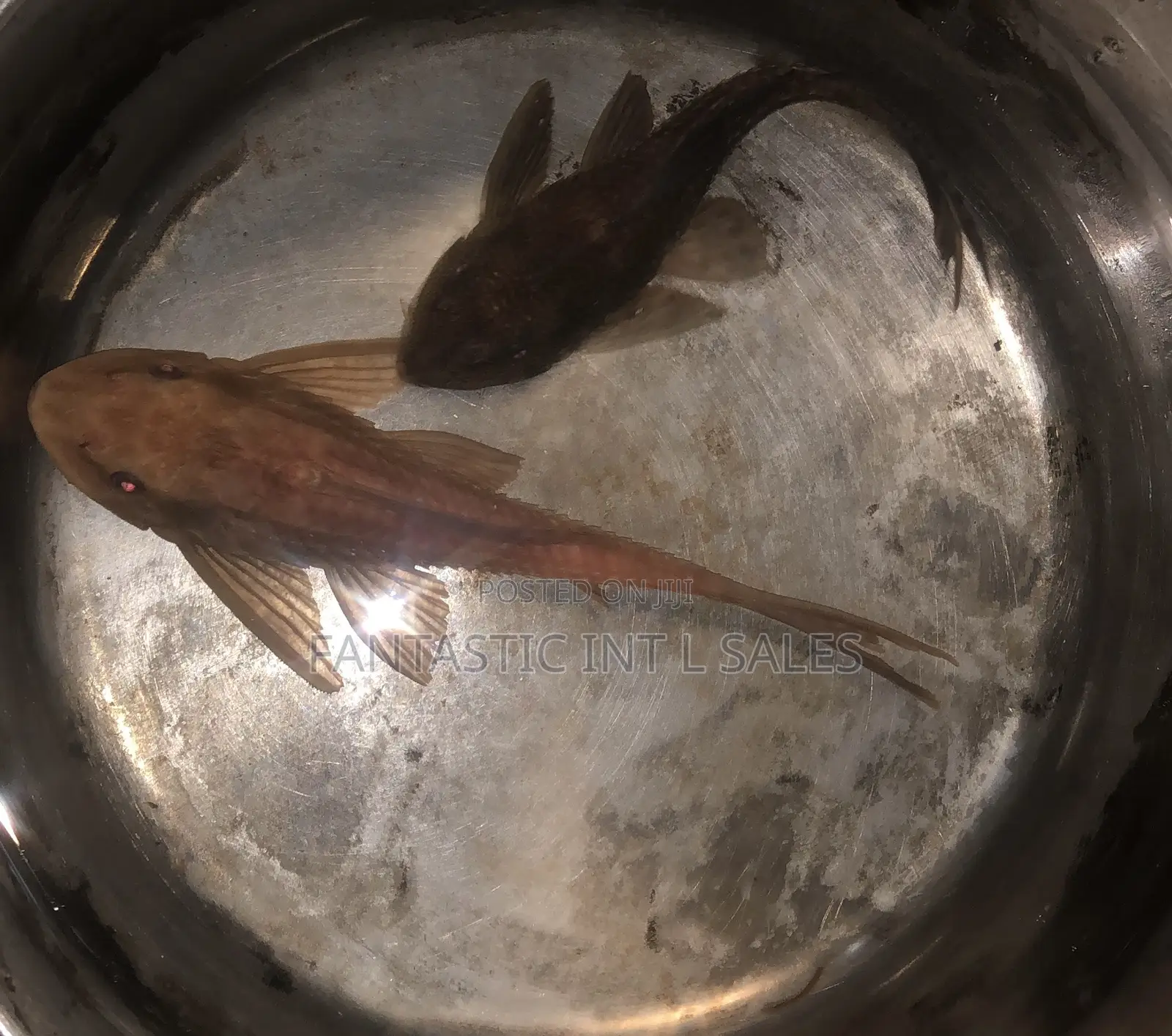 Pleco Fish for Aquariums