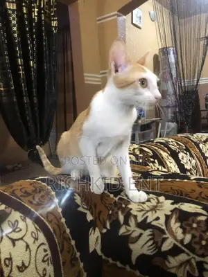 6-12 months Male Purebred British Shorthair